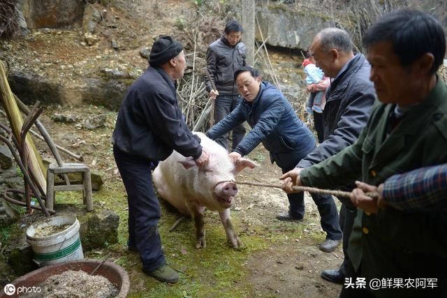 今日科普一下！林业局暂停野猪猎捕,百科词条爱好_2024最新更新