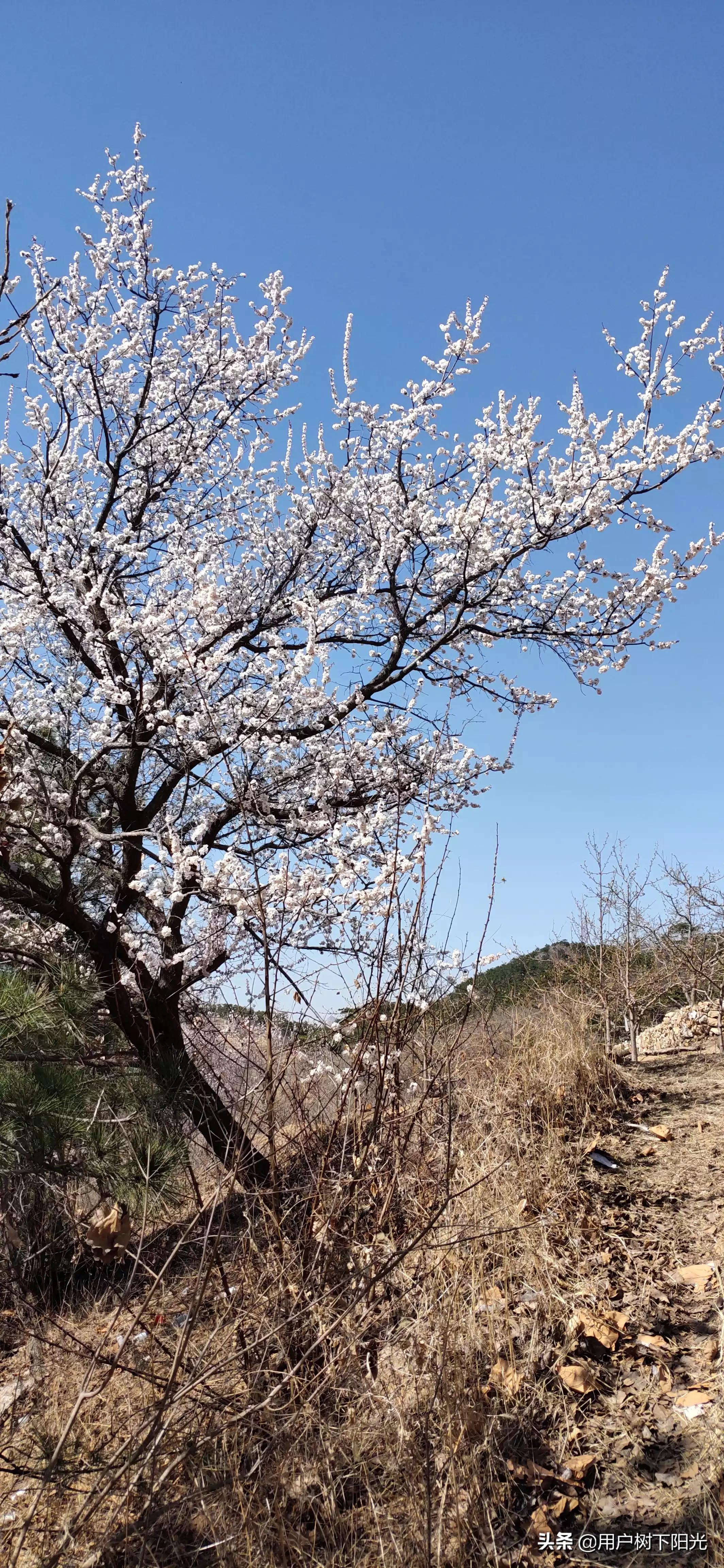 今日科普一下！县委书记大搞刷白墙,百科词条爱好_2024最新更新