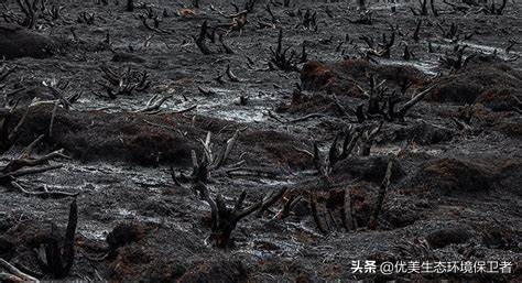 今日科普一下！植物园内流浪猫死亡,百科词条爱好_2024最新更新