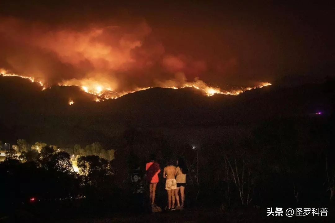 今日科普一下！植物园内流浪猫死亡,百科词条爱好_2024最新更新