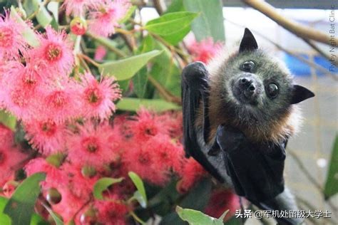 今日科普一下！植物园内流浪猫死亡,百科词条爱好_2024最新更新