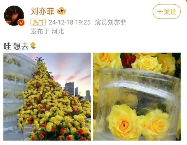 今日科普一下！刘亦菲打卡黄玫瑰,百科词条爱好_2024最新更新