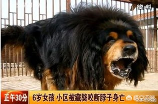 今日科普一下！老人疑遭犬撕咬去世,百科词条爱好_2024最新更新