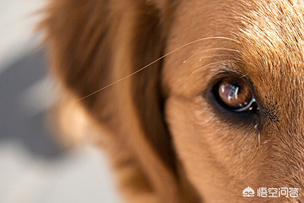 今日科普一下！老人疑遭犬撕咬去世,百科词条爱好_2024最新更新