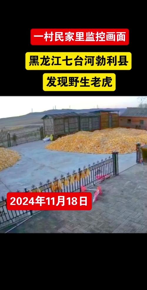 今日科普一下！尔滨东北虎吃成桶了,百科词条爱好_2024最新更新