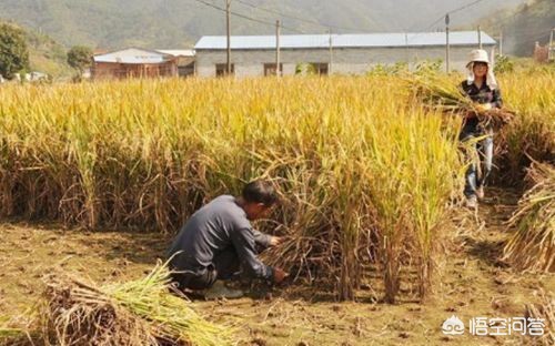 今日科普一下！村庄给村民分120万,百科词条爱好_2024最新更新