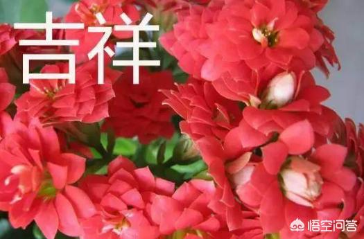 今日科普一下！春节临近年宵花热销,百科词条爱好_2024最新更新